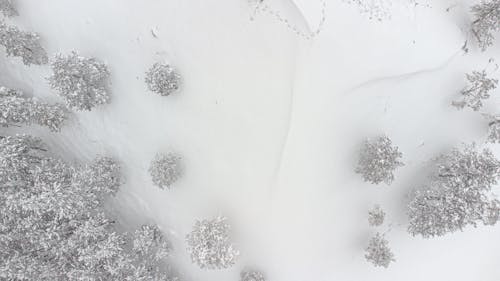 Безкоштовне стокове фото на тему «дерева, зима, іній»