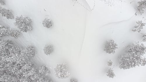 Coniferous Forest Covered with Snow 