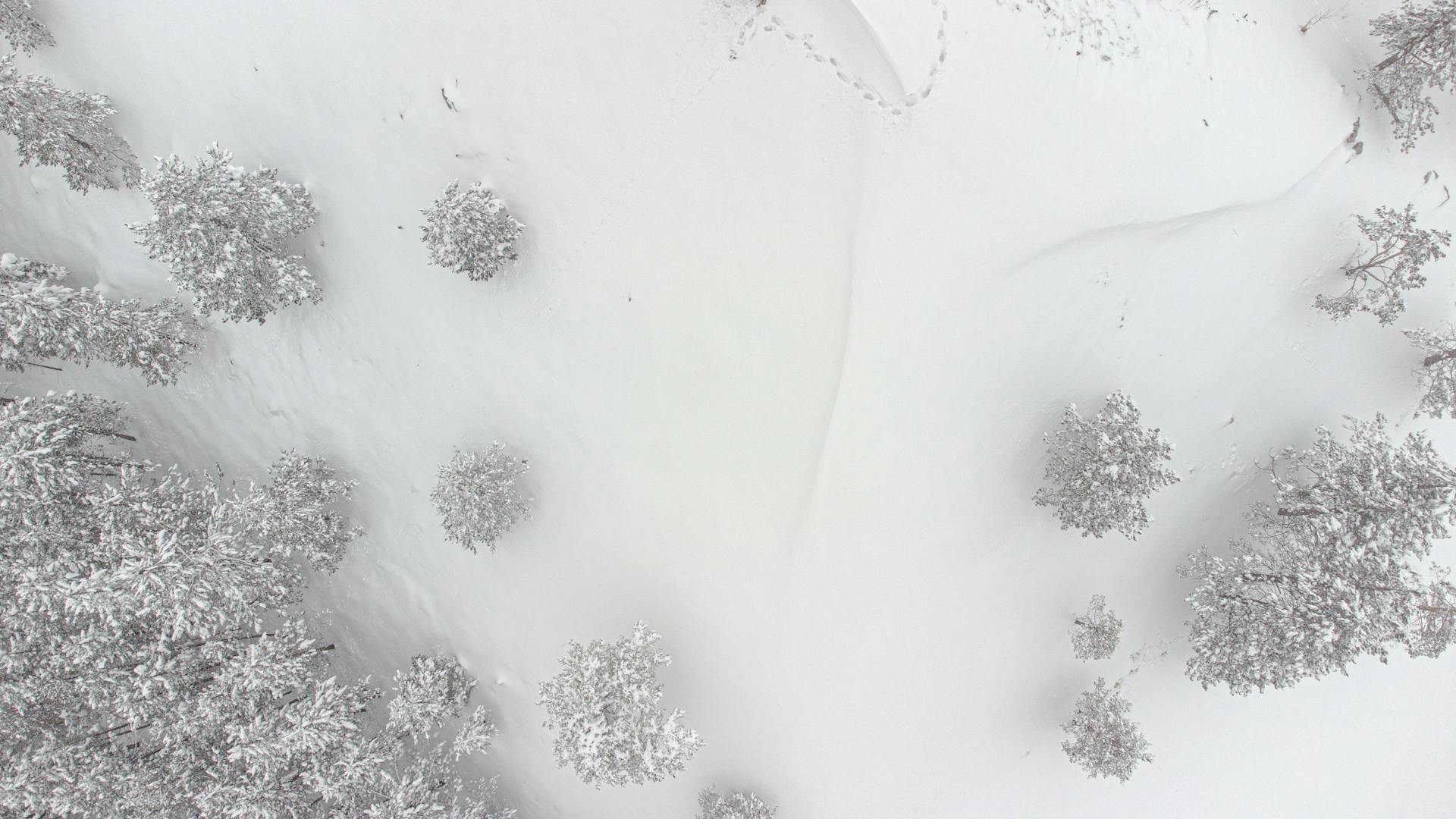 A serene aerial shot of a snow-covered coniferous forest in Kakanj, Bosnia in winter.