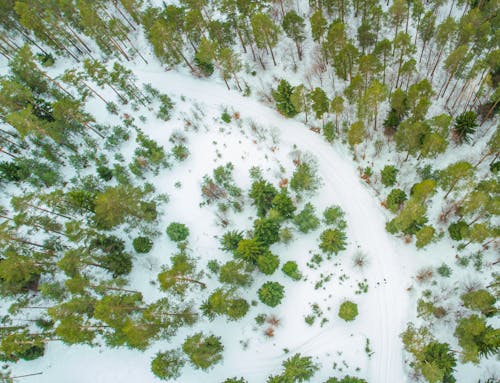 Aerial Footage of Green Trees in a Snowy Landscape