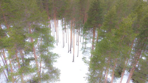 Snow in Forest