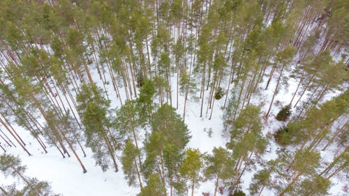 Základová fotografie zdarma na téma les, lesnatý kraj, letecká fotografie