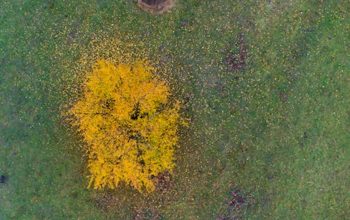 Aerial Footage of a Yellow Tree Loosing Leaves