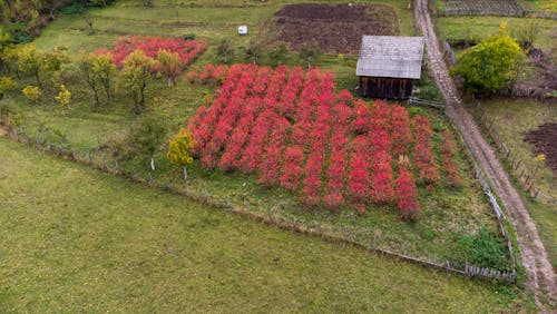 Red Shrubs on a Field 
