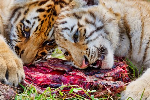 Free Two tigers sharing a meal, showcasing the wild and natural behavior of these majestic predators. Stock Photo