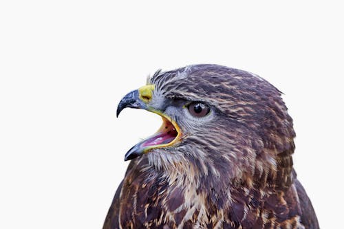 Fotobanka s bezplatnými fotkami na tému buteo, buteo buteo, Close-Up