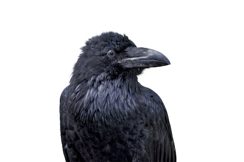 Fotobanka s bezplatnými fotkami na tému corax, corvus, fauna