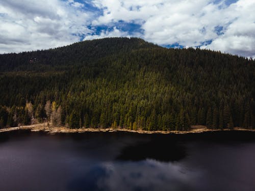 Free stock photo of dji, drone, forest