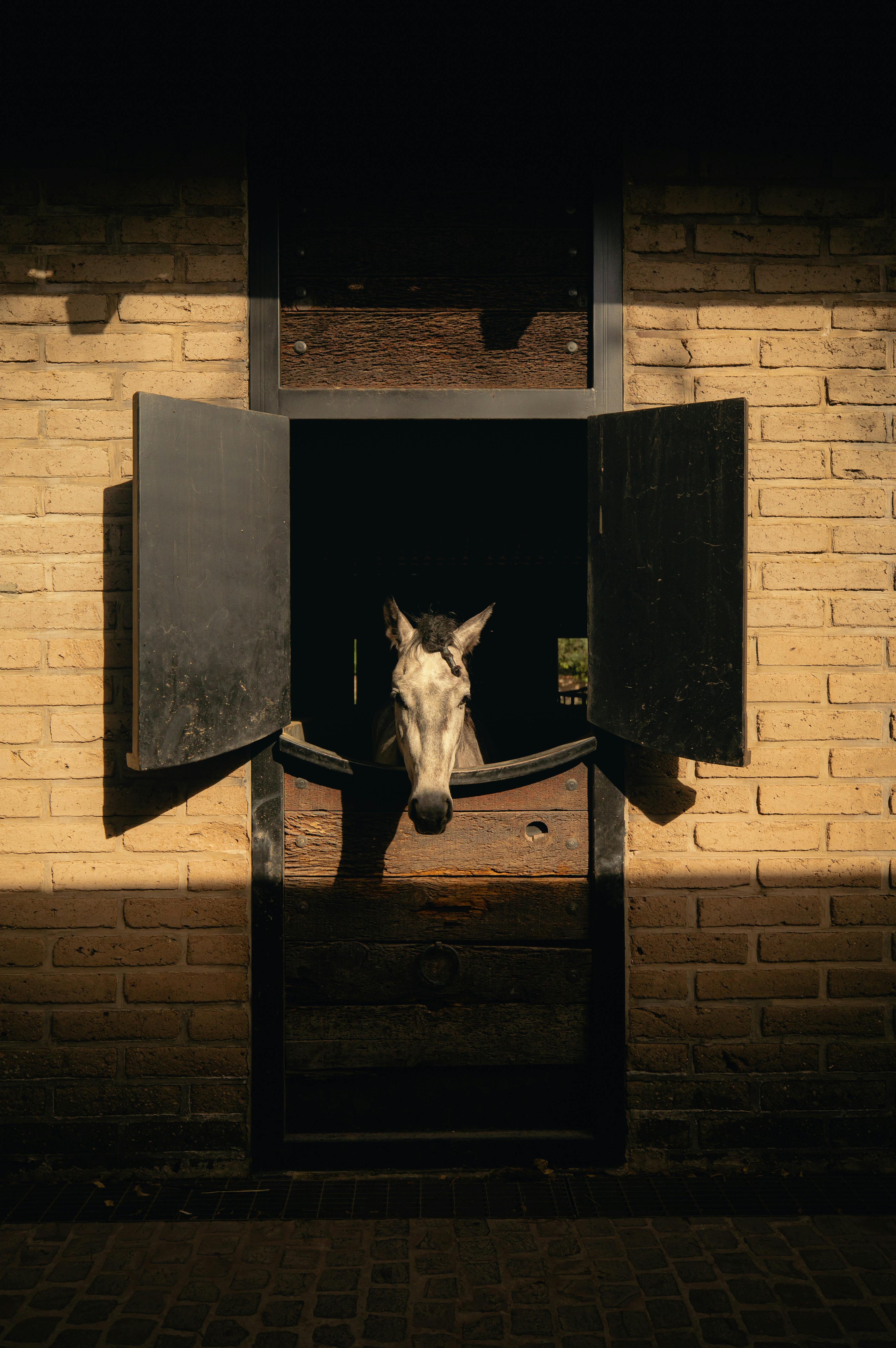 horse in sunlit stable window