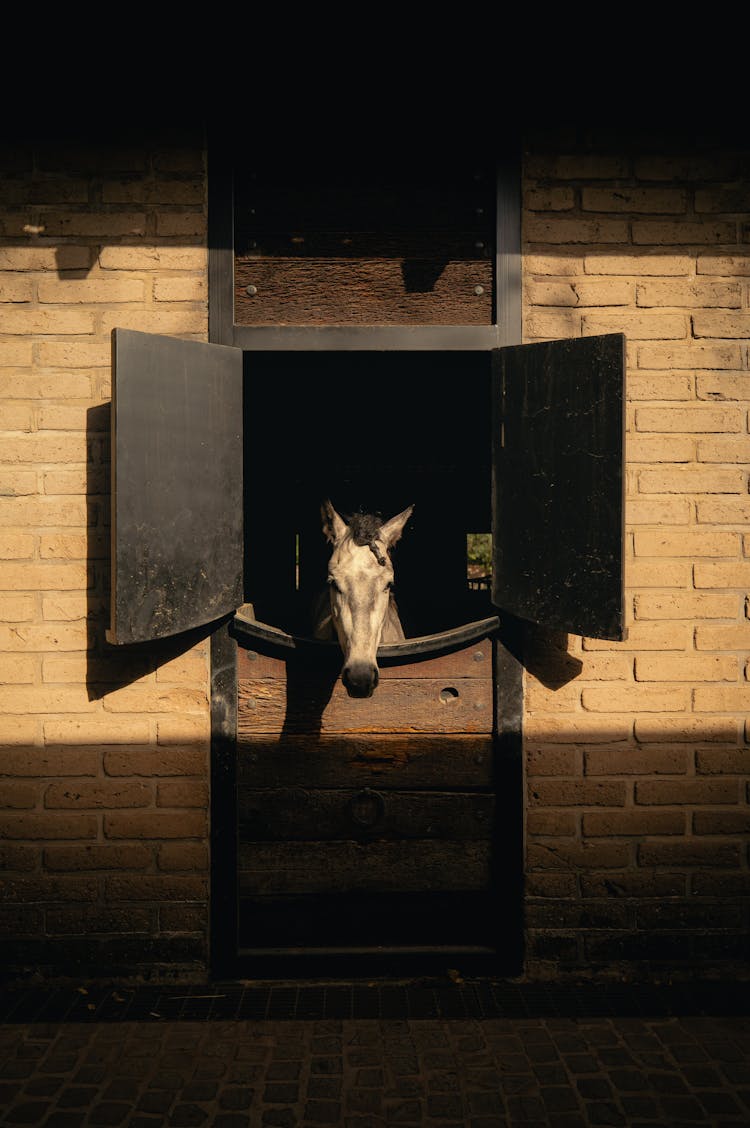 Horse In Sunlit Stable Window