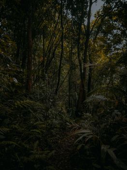 Lush green forest with tall trees and dense foliage creating a serene atmosphere