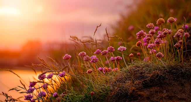 日落时分，野花盛开，呈现出温暖的金色光芒，景象十分美丽