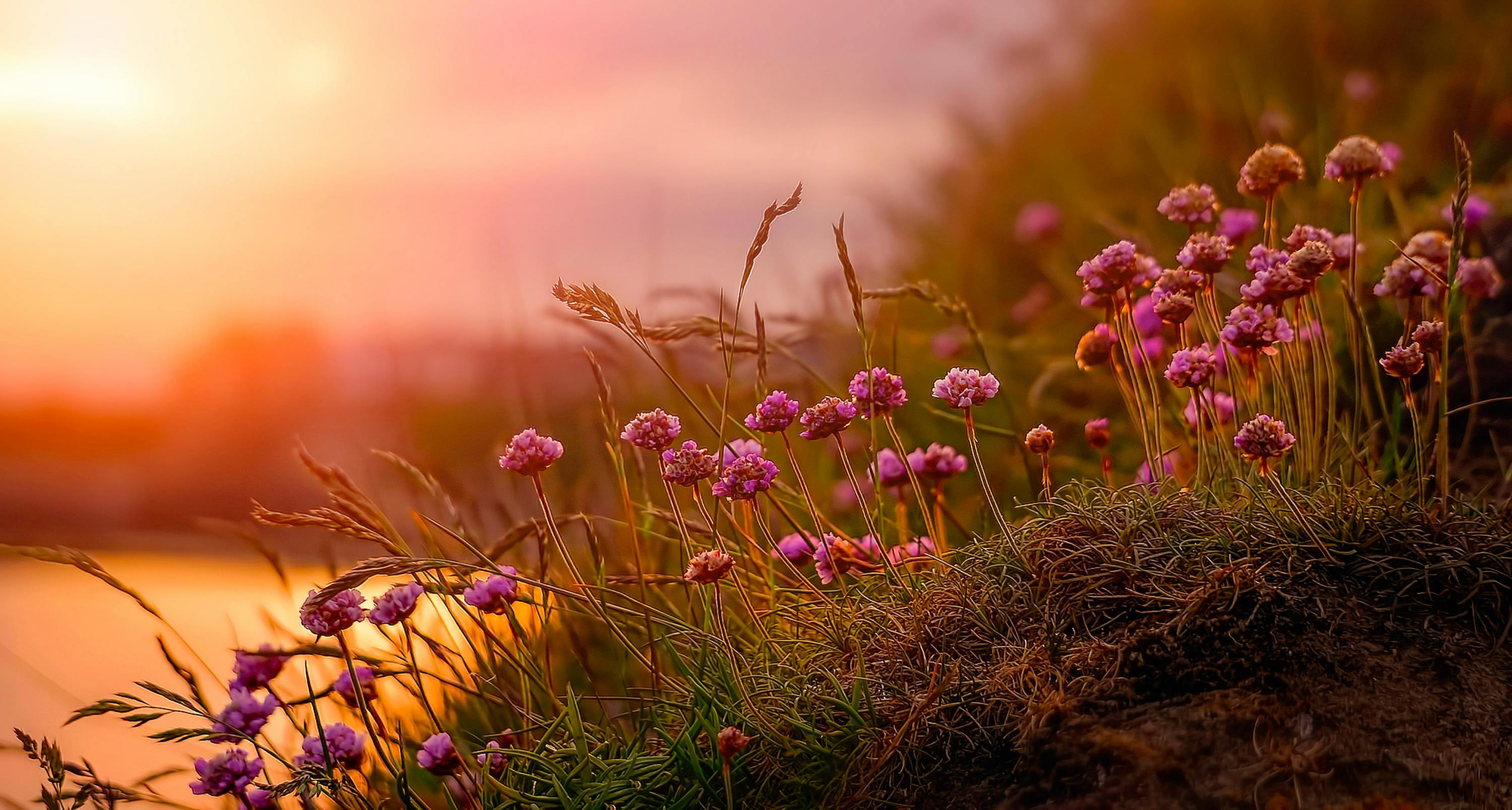 Macro Photography of Pink Flowers · Free Stock Photo