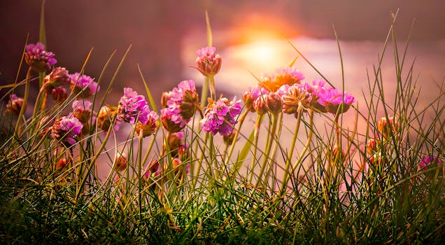 日落时分，草地上盛开着粉红色的野花，营造出一片既充满活力又宁静的景观