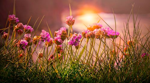 Free Pink wildflowers blooming in a grassy meadow at sundown, creating a vibrant and serene landscape. Stock Photo