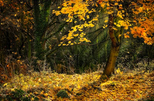 Kostnadsfria Kostnadsfri bild av falla, fallna löv, grenar Stock foto