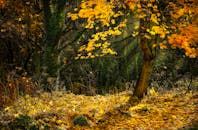 森林景色宁静，秋叶金黄，树干倾斜