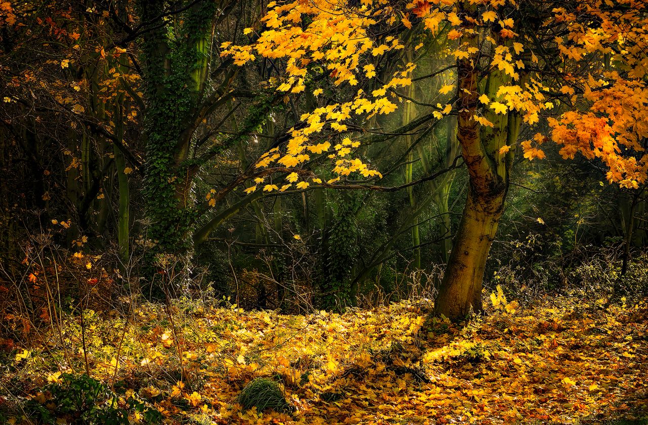 Impact of Extreme Weather and El Niño on Fall Foliage