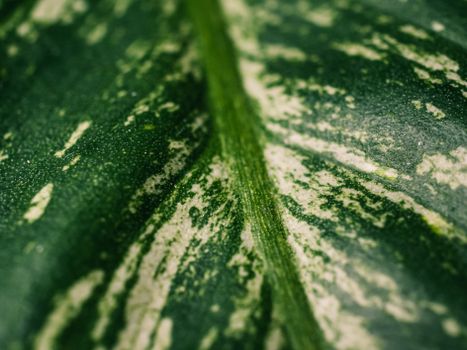 Free stock photo of green, leaf