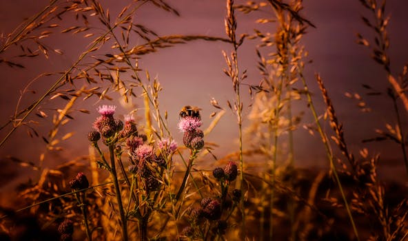 日落时分，一只大黄蜂在盛开的蓟草间采集花蜜，尽显自然之美