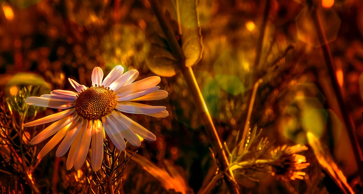 Kostnadsfri bild av blomma, blommor, blomning