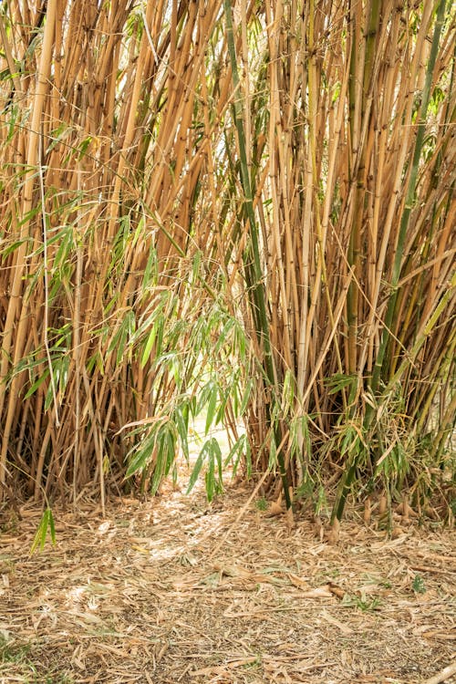 Kostenloses Stock Foto zu bambusse, blätter, dschungel