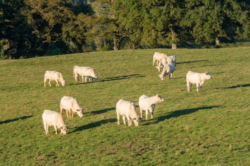 Calves Grazing in a Green Pasture