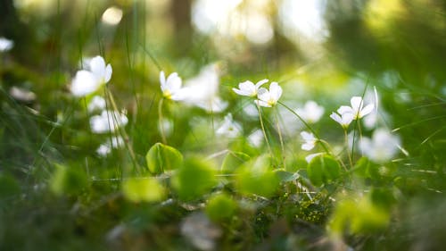 Ingyenes stockfotó colofrul, darált, erdő témában