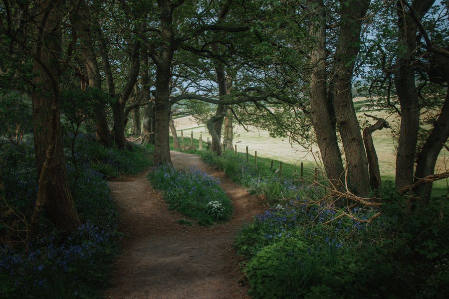Idyllic footpath through forest with vibrant wildflowers in England.