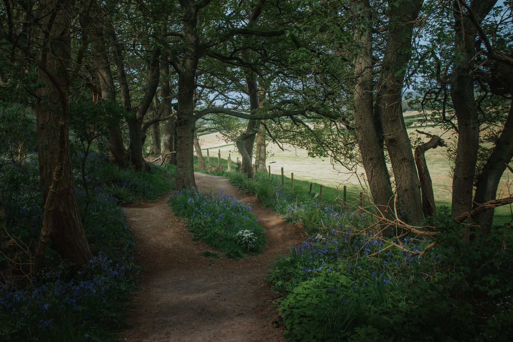 A woodland path leading to a gate in spring light