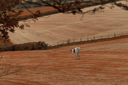 Безкоштовне стокове фото на тему «вид ззаду, корова, поле»