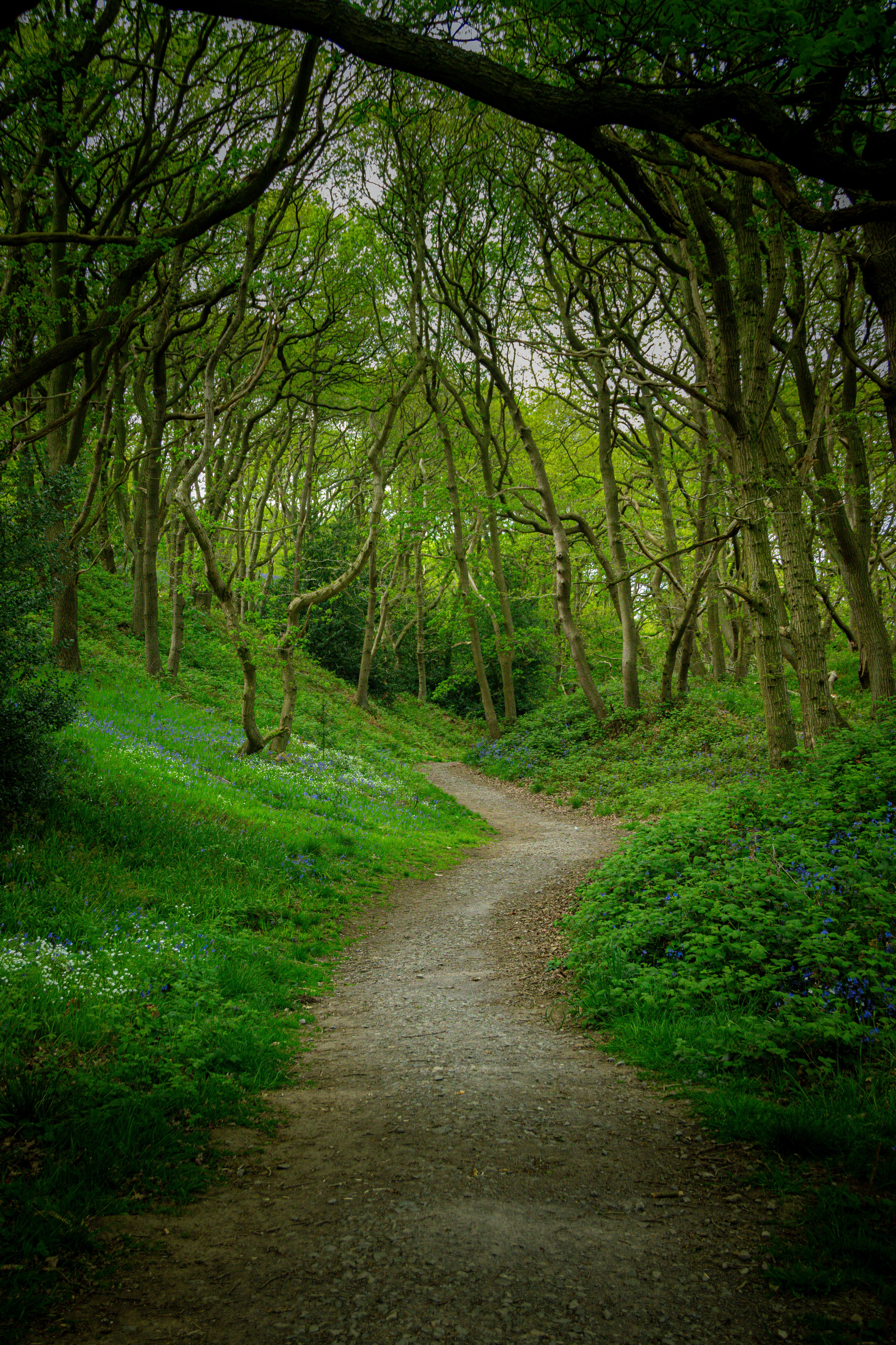 Footpath in Forest at Dawn · Free Stock Photo