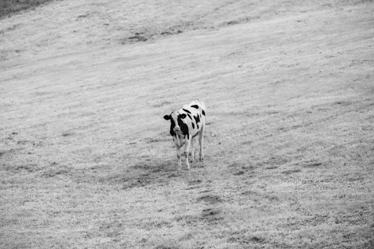 A lone cow grazes in a tranquil English field. Captured in black and white.