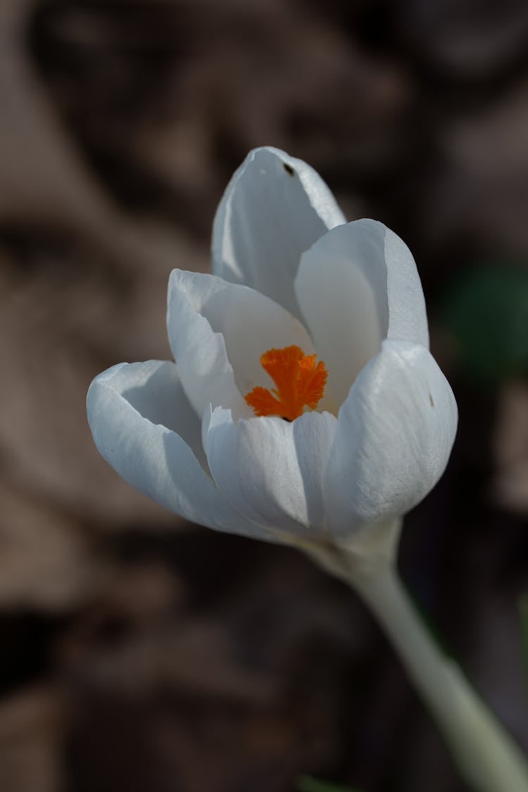 White Crocus Flower In A Garden