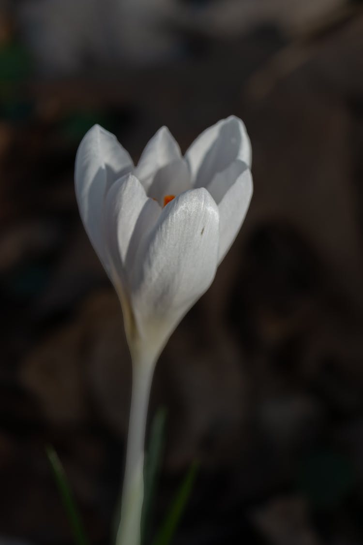 White Crocus In A Garden