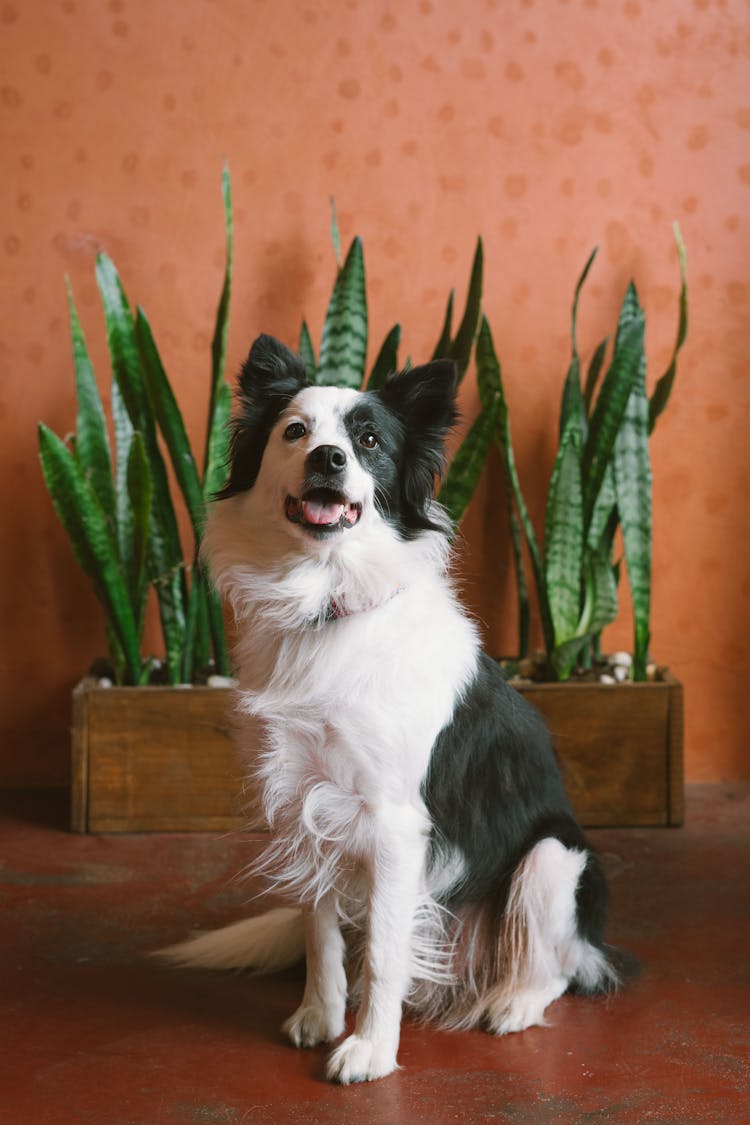 Border Collie Dog Portrait