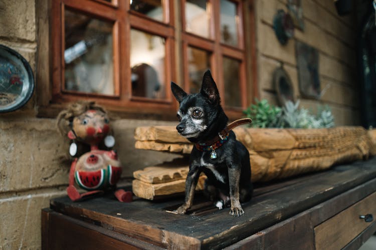 Portrait Of Chihuahua Dog