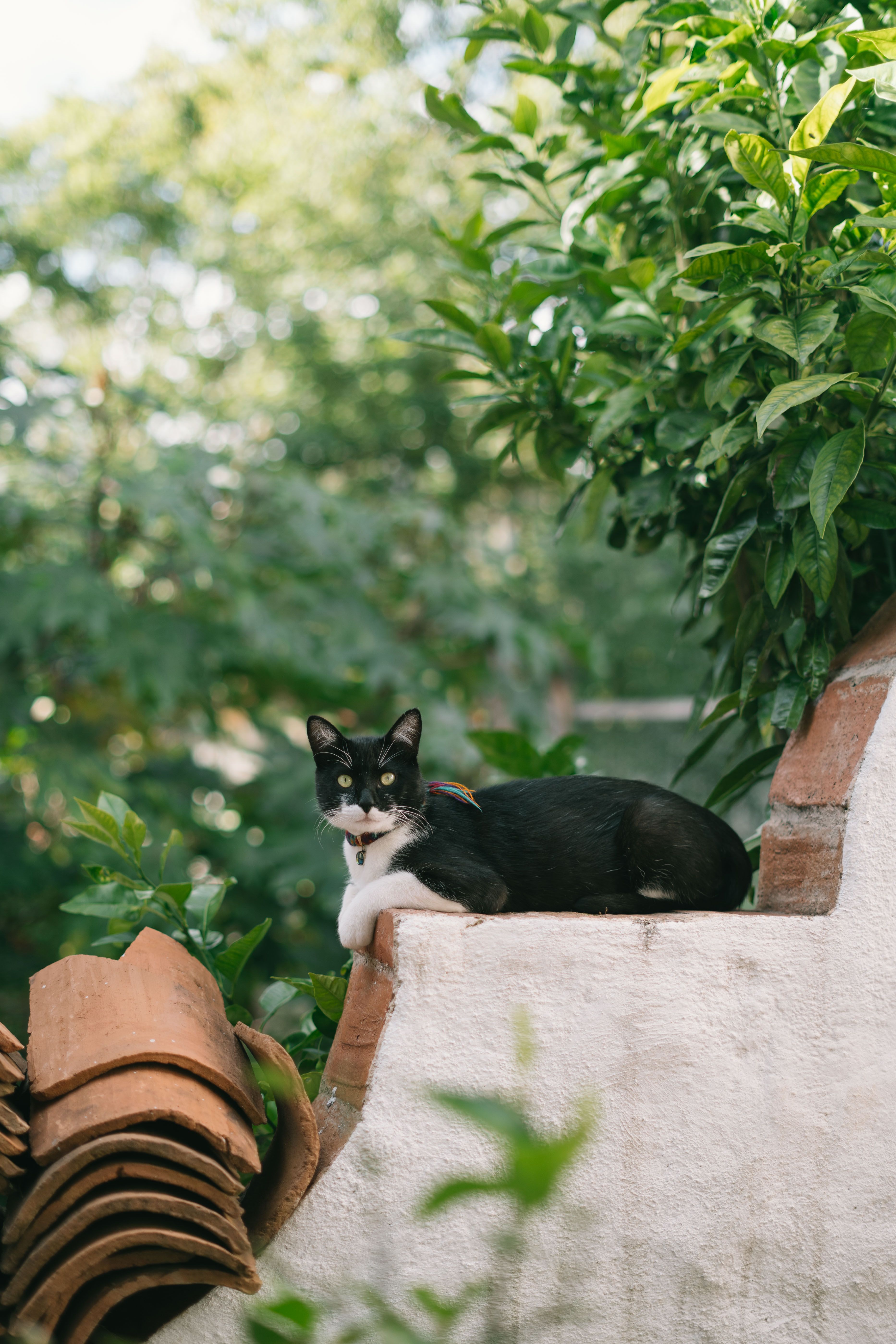 Fotomural Gato de esmoquin descansando sobre una pared de jardín rodeado de vegetación y azulejos de terracota.