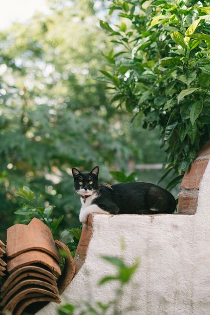 Fotomural Gato de esmoquin descansando sobre una pared de jardín rodeado de vegetación y azulejos de terracota.