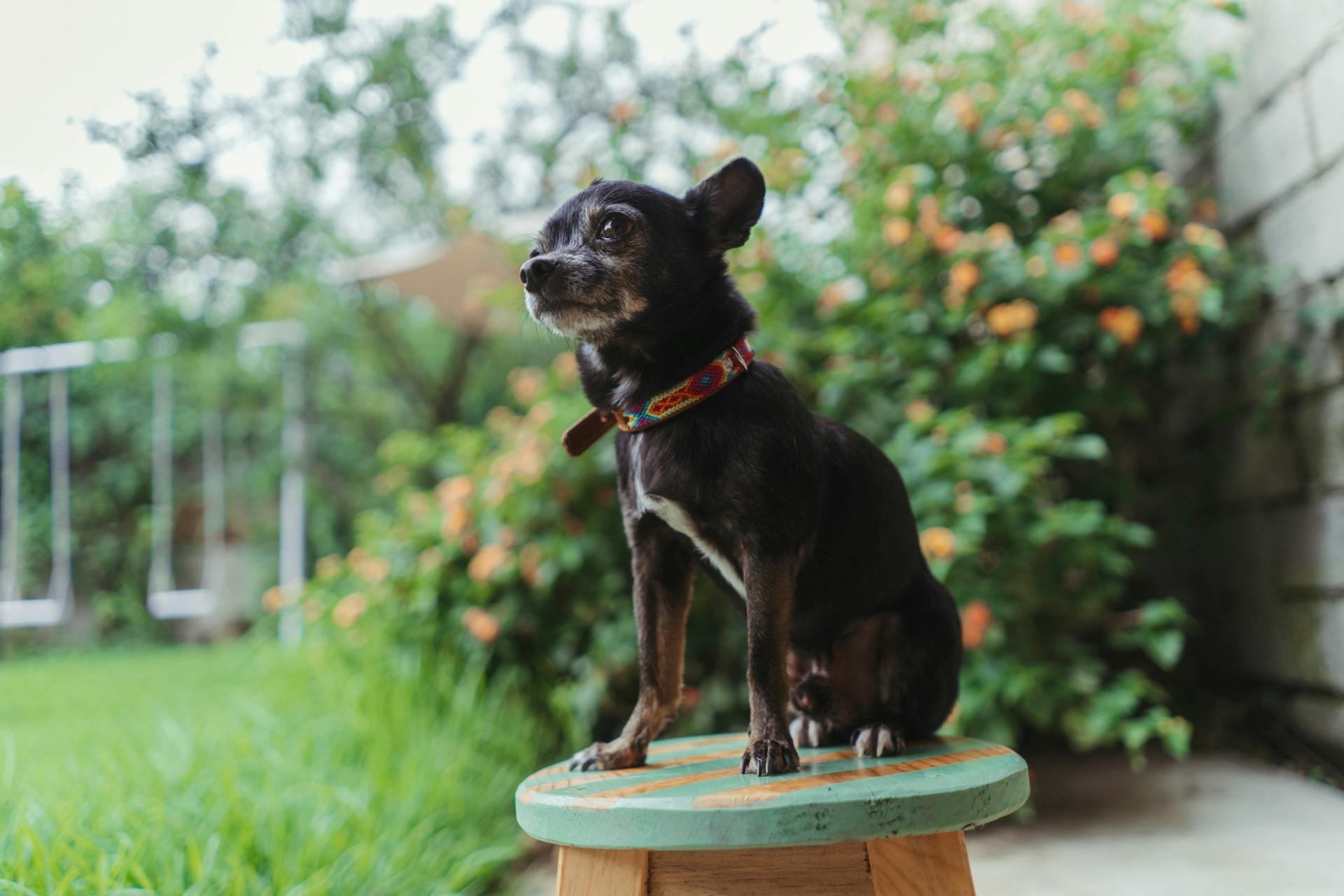 Small Dog Sitting on a Chair in a Garden