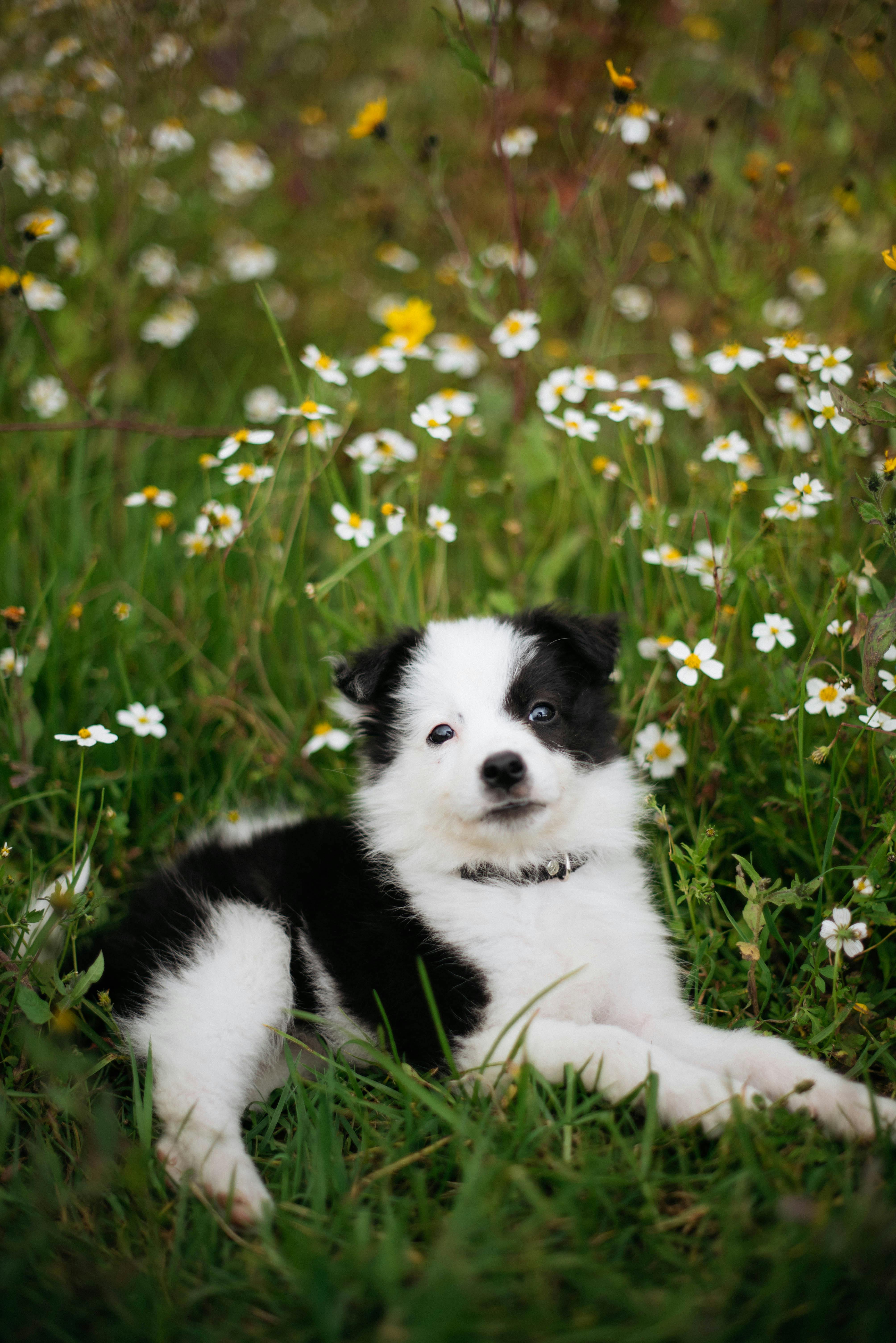 46,457 Border Collie Puppy Royalty-Free Images, Stock Photos & Pictures