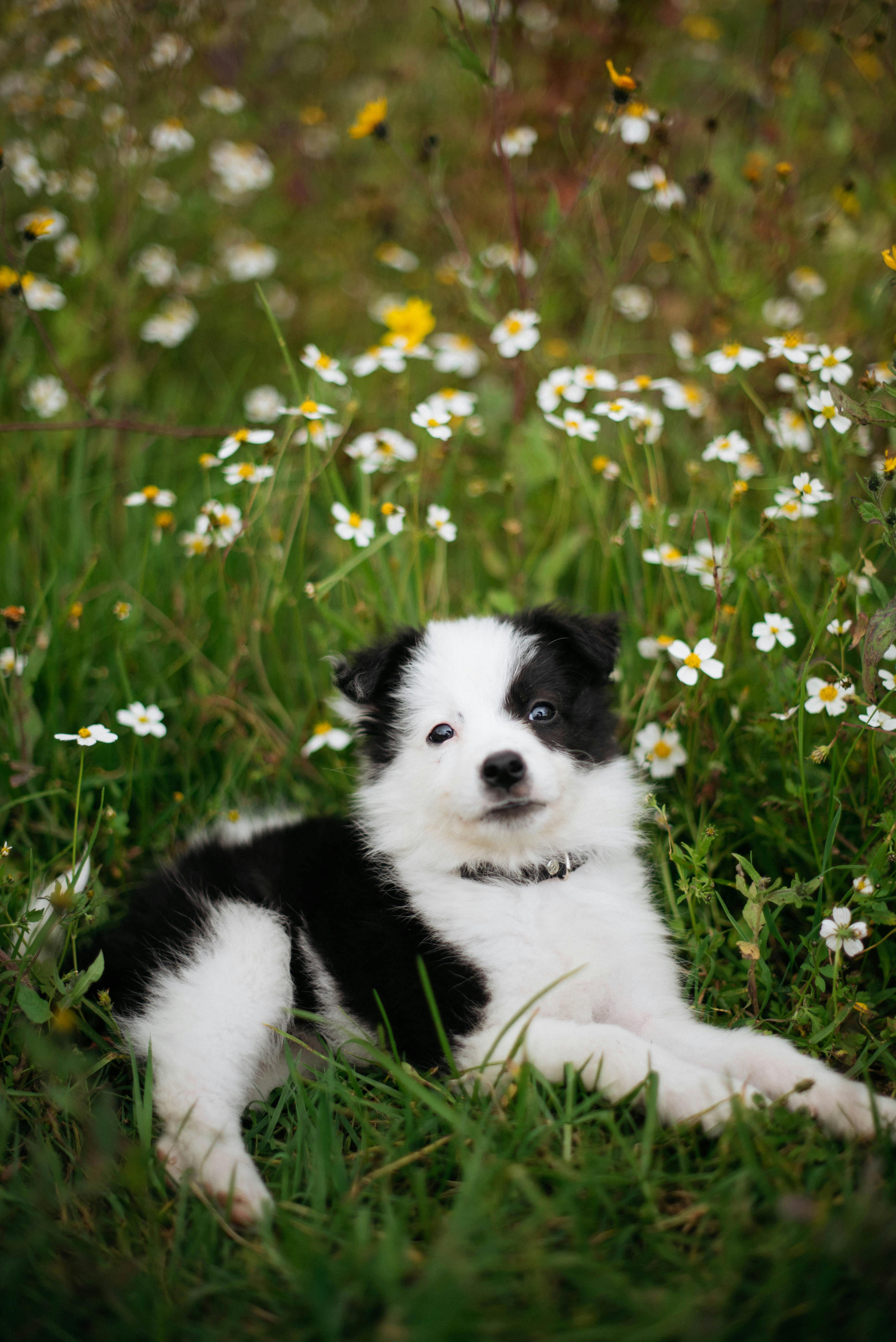 Little Dog on a Meadow · Free Stock Photo, image size:4016x6016