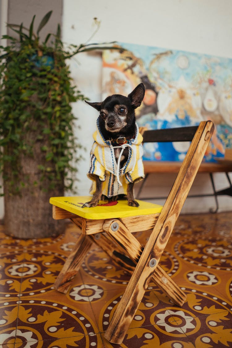 Cute Chihuahua Dog On Chair