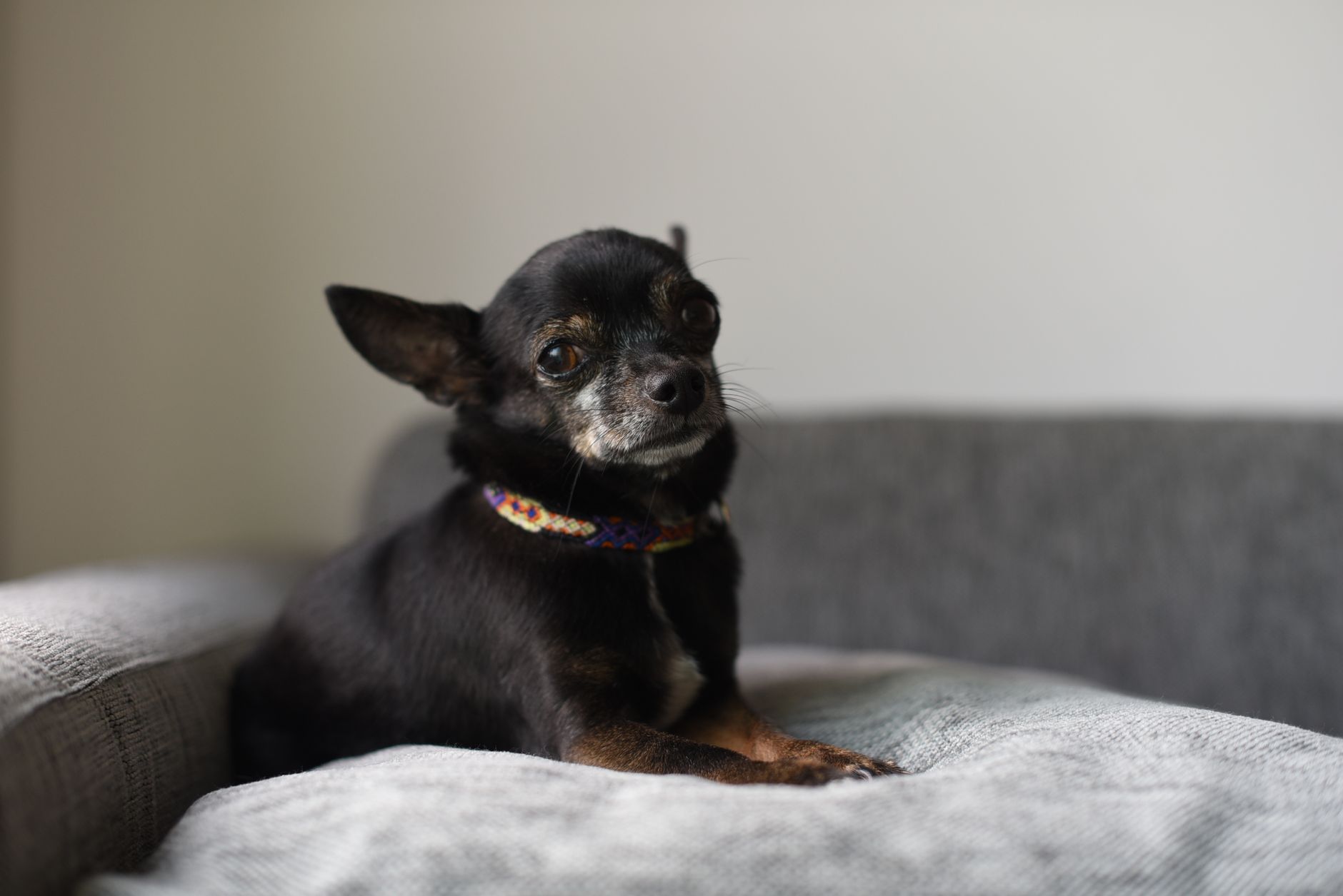 ソファの上でくつろぐ、小さな黒い犬