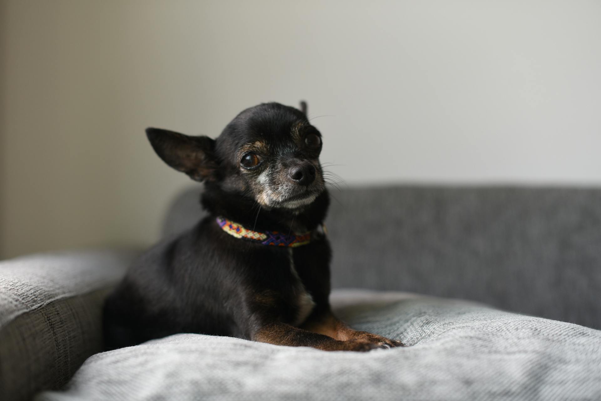 Un chihuahua mignon sur le canapé