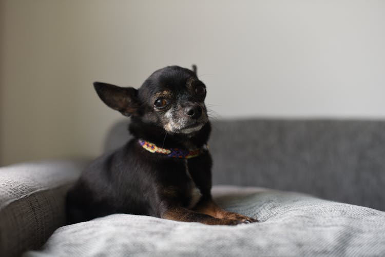 Cute Chihuahua Dog On Sofa