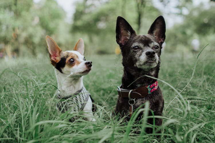 Cute Chihuahua Dogs On Grass