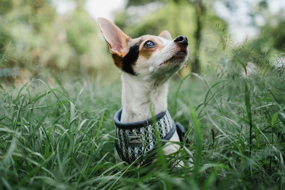 Fotomural Adorable perro Chipin en un prado verde y frondoso mirando hacia arriba en una pose juguetona y curiosa.
