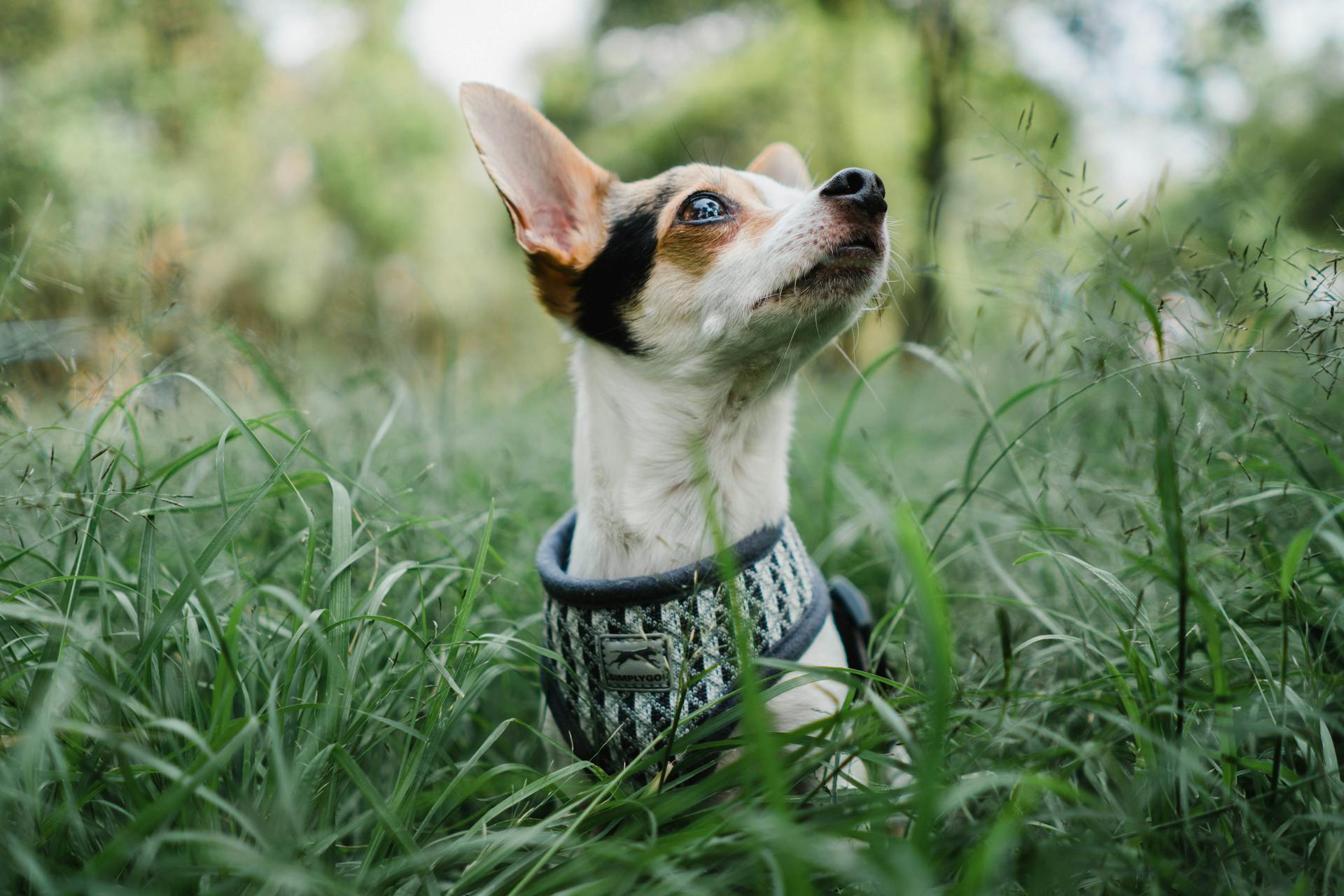 Un petit chiot dans l'herbe verte