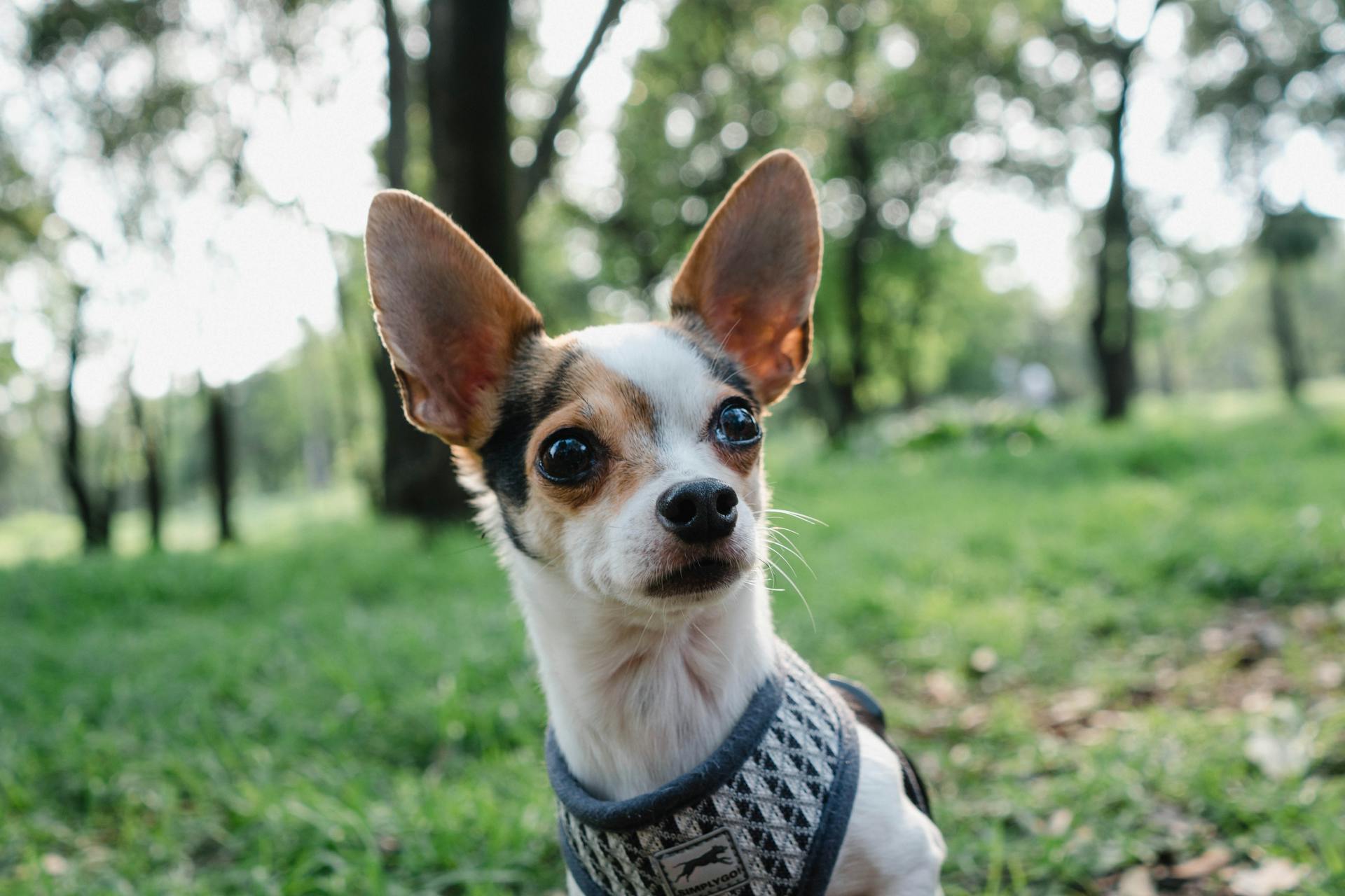 Little Chihuahua in a Park